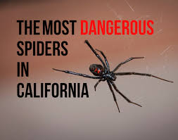 The latrodectus, or black widow spider, is a species of highly venomous spider from the theridiidae family. Most Dangerous Spiders In California Owlcation