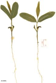 Image result for Atalaya alata