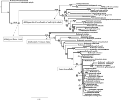 Image result for Bulbostylis pusilla