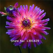 Bulbos De Dalia No Semillas De Dalia Holanda Dahlia Flor 3 Bulb Flowers Beautiful Flowers Flower Seeds