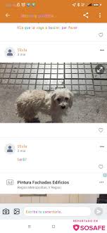 SOSAFE - Hola buenas tardes quería reportar la perdida de mi perrito  llamado Coquito, es chiquito tipo poodle blanco está bien chasconsito y  cieguit