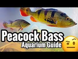 Peacock Bass Aquarium Care Fish Species Guide
