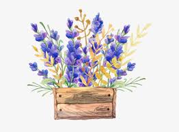 More images for lavender flower drawing » English Lavender Watercolor Painting Flower Drawing Watercolor Flowers In A Box Free Transparent Png Download Pngkey