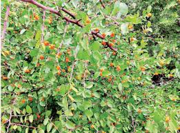 Image result for Celtis zenkeri