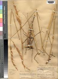 Image result for Tristachya lualabaensis