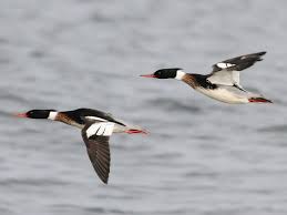 Walmart.com has been visited by 1m+ users in the past month Red Breasted Merganser Ebird