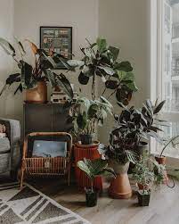 Decorating With Houseplants Living Room Decor Living Room Plants Small Living Room Decor