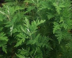 Image result for Artemisia afra