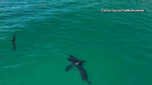 Video shows great white shark swimming near children off Los Angeles coast
