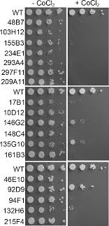 See more of cars under £200 on facebook. Plos Pathogens Importance Of Mitochondria In Survival Of Cryptococcus Neoformans Under Low Oxygen Conditions And Tolerance To Cobalt Chloride