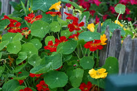 And the native edible plants can be easy to grow, too. Episode 216 Edible Landscaping Growing A Greener World