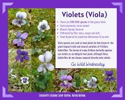 Common Blue Violets (Viola sororia var. sororia) are a familiar sight this  time of year. Also called Dooryard Violets and Wooly Blue Violets, they're  native to the eastern and central US and
