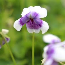Image result for Viola hederacea