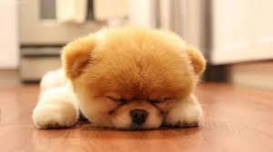 Yuva Ariyorum Boo Dog Sevimli Hayvan Yavrulari Sevimli Kopek Yavrulari