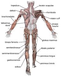 For example, the biceps muscle, in the front of the upper arm, is a flexor, and the triceps, at the back of the upper arm, is an extensor. Human Muscular System What S The Busiest Muscle In The Body Owlcation Education