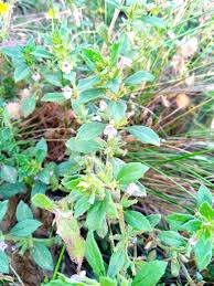 Image result for Clinopodium uhligii