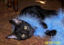He has come from a loving home where he has lived since he was a kitten. Why Adopt A Black Cat