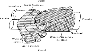 In humans, the first somite pair appears at day 20 and adds caudally at 1 somite pair/90 minutes until on average 44. Pdf The Formation Of Somites In Xenopus Semantic Scholar