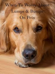 On july 18, 2009, 432 animals were relinquished to the oahu spca in largest animal rescue in the history of hawaii. Craigslist Portland Pets