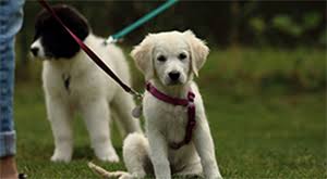 Diese frage und weitere wichtige tipps zur welpenerziehung findest du in diesem beitrag. Hundeschule Freche Hummel In Der Sudpfalz Edenkoben Hundeschule Freche Hummel De