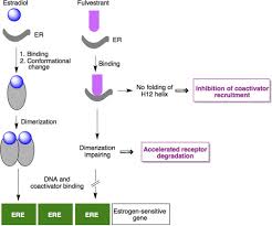 Image result for Selective Estrogen Receptor Modulator