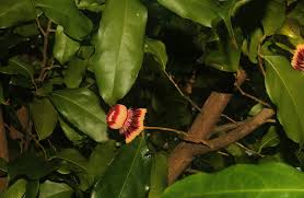 Image result for Napoleonaea