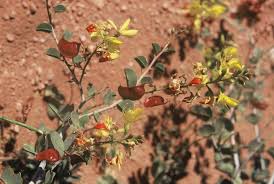 Image result for Adenolobus pechuelii