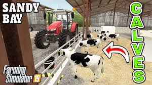 Calves On The Farm For The First Time Ever Sandy Bay Farming Simulator 19 Episode 16 Youtube