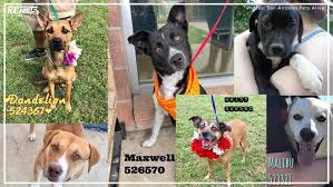 And the surrounding cities of santa clara, los gatos, los altos, cupertino dr. Dogs From Acs Euthanasia List Headed To Arizona But Some Need Sponsors Kens5 Com
