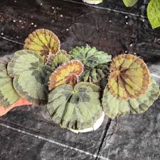 Image result for Begonia meyeri-johannis