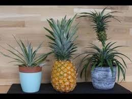 Ampelschirme Gunstig Online Kaufen Bestellen Ananas Einpflanzen Ananas Pflanzen Pflanzen
