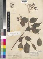 Image result for Pleioceras