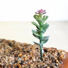 Check spelling or type a new query. 10cm Green White Red Flower Head Artificial Succulent Plants Diy Flower Arrangement Accessories Fake Plants Home Decoration Artificial Plants Aliexpress