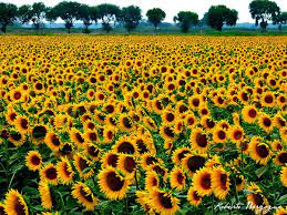 However, their meanings change depending on their color. The Meaning Of Some Flowers In Italy Life In Italy