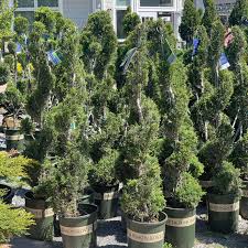 Image result for spiral cut juniper trees
