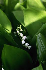 But did you know that there are about 90 species in the genus lilium? How To Grow Lily Of The Valley A Fragrant Shade Lover Gardener S Path
