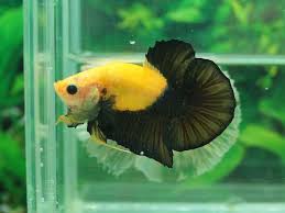 Black And Yellow Fish Freshwater Item Fwbettashmp1445662112 Hippo Yellow Half Black Very Nice Ends Fri Oct 23 2015 11 48 32 Pm Cdt Pet Fish Betta Breeding Betta Fish