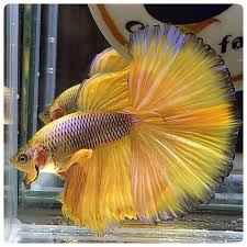58ce92d9123b810b34cd7005e22ff958 Jpg Betta Fish Types Betta Betta Fish