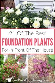 We did not find results for: Foundation Plants 21 Best Shrubs Perennials For The Front Of House