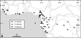 Image result for Dielsiothamnus divaricatus