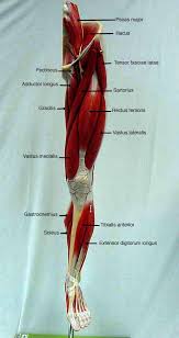 However, the definition in human anatomy refers only to the section of the lower limb extending from the knee to the ankle, also known as the crus. Http Classroom Sdmesa Edu Anatomy Images Lower Extremity Label Lower Appendage Anteriorla Jpg Human Body Anatomy Body Anatomy Muscle Anatomy