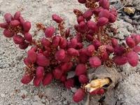 Image result for Lannea edulis