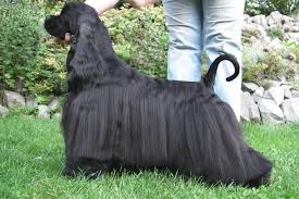 Image result for americký kokršpaněl