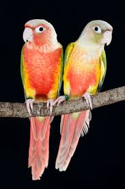 Yellow Bird With Spiky Hair Green Cheeked Conures Avian Resources Conure Conure Parrots Pet Birds
