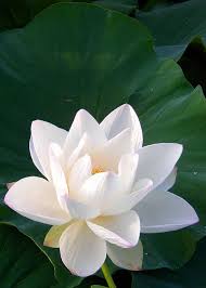 Try dragging an image to the search box. Pin On Flowers And Flower Arrangements