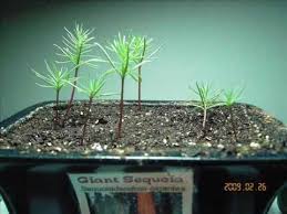 This will give your seedling proper drainage and nutrients.2. Bonsai Tree Growth From Seed Time Lapse Bonsai Tree