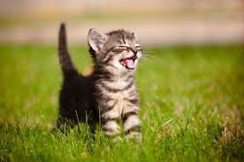 A very important kitten