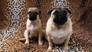 There are a lot of opinions of what qualifies as a large dog breed. What You Need To Know About Canine Obesity