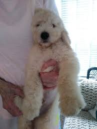 Whatever term you like to use to describe puppies, they are truly incredible animals that are much more than just pets. Puppies For Sale Hoobly Golden Retriever Michigan