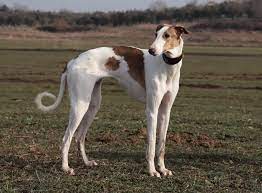 Olive Nere Do You Know What Breed Of Sighthound This Is I Have Adopted One With The Same Curly Tail Is It A Steppe Borzoi Crazy Dog Lady Crazy Dog Borzoi